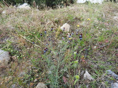 Porophyllum linaria