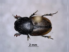 Colobopterus erraticus