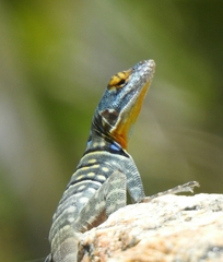 Petrosaurus thalassinus