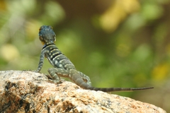 Petrosaurus thalassinus