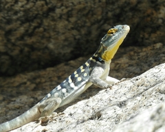 Petrosaurus thalassinus