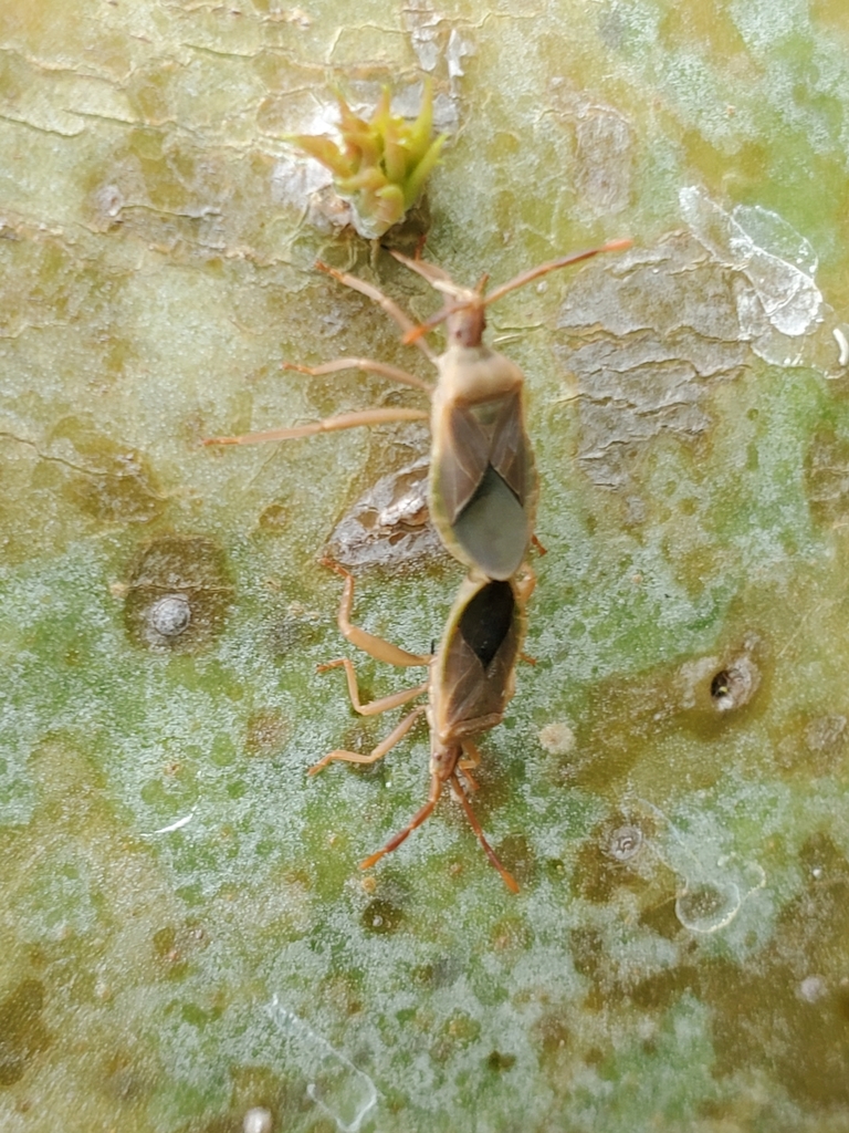 Cactus Coreid Bug in April 2023 by Agnes McGuillicutty · iNaturalist