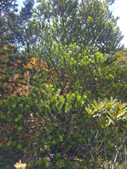 Halocarpus kirkii