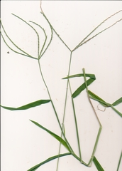 Digitaria bicornis