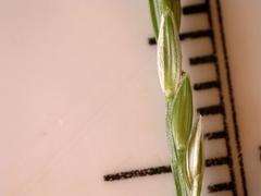 Digitaria bicornis