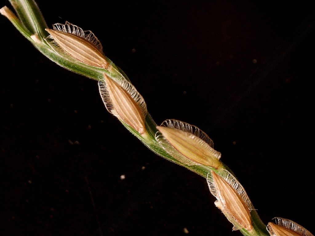 Asian Crabgrass from Bastrop County, TX, USA on October 31, 2018 at 03