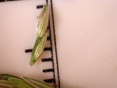 Digitaria bicornis