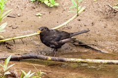 Turdus merula
