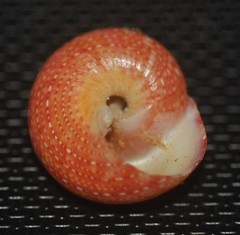 Agathistoma fasciatum