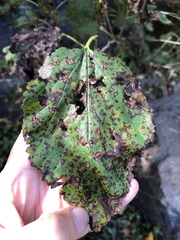 Cercospora moricola
