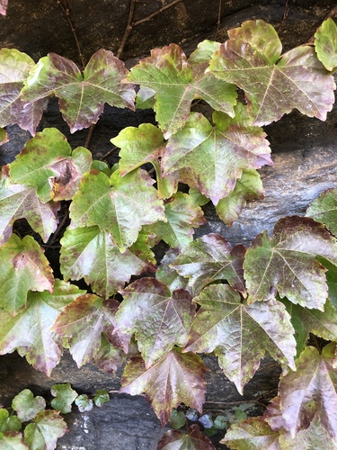 Parthenocissus tricuspidata