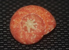 Agathistoma fasciatum
