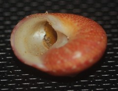 Agathistoma fasciatum