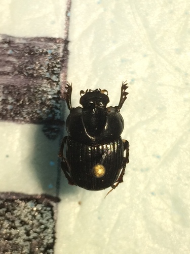 Onthophagus orphnoides