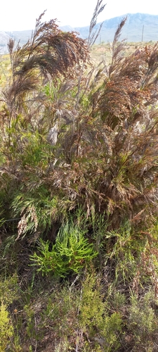 Image of Restio paniculatus by (c) Adele SL, some rights reserved (CC BY)