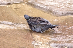 Columba livia domestica