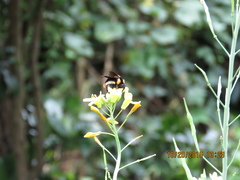Bombus medius
