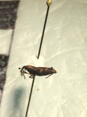 Rhodobaenus bicinctus