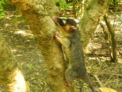 Philander opossum