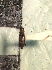 Rhodobaenus bicinctus