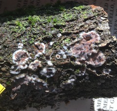 Peniophora malenconii image