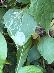 Calycomyza eupatoriphaga