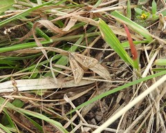 Diastictis