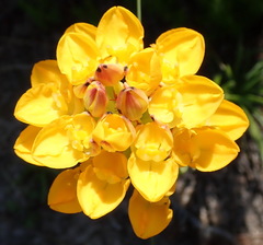 Ceratandra grandiflora