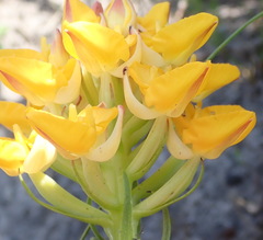 Ceratandra grandiflora