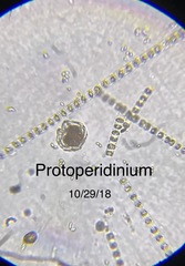Protoperidinium