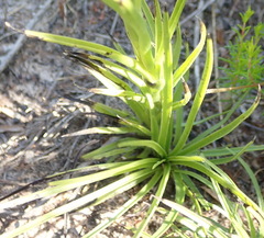 Ceratandra grandiflora