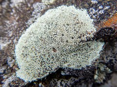 Rhizoplaca opiniconensis