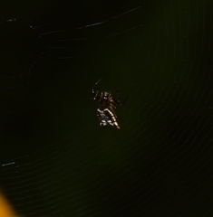 Micrathena plana