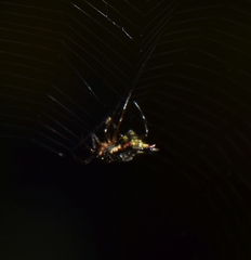 Micrathena plana