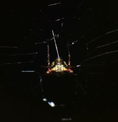 Micrathena plana