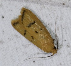 Eulechria subpunctella