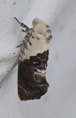 Hypertropha chlaenota