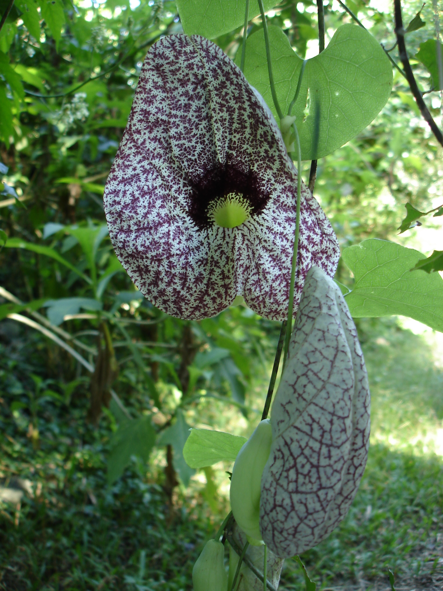 Aristolochia littoralis