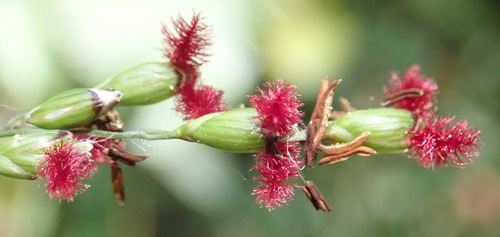 Image of Panicum deustum by (c) Nicola van Berkel, some rights reserved (CC BY-SA)