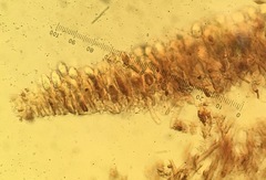 Peniophora malenconii image