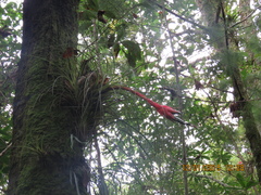 Tillandsia punctulata