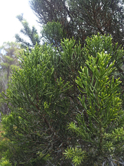 Halocarpus kirkii