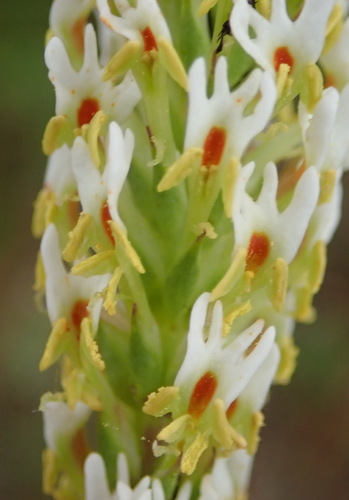 Image of Hebenstretia integrifolia by (c) Nicola van Berkel, some rights reserved (CC BY-SA)