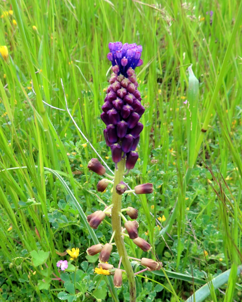 Tassel Hyacinth from Peloponnese Region, Greece on May 02, 2023 at 09