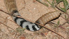 Crotalus ruber lucasensis