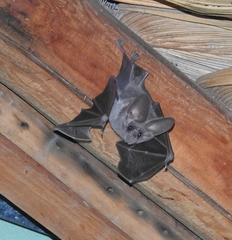 Macrotus californicus