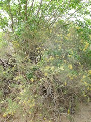Xylothamia diffusa