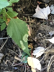 Calycomyza eupatoriphaga
