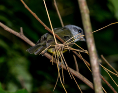 Dysithamnus mentalis