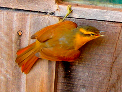 Anabacerthia lichtensteini